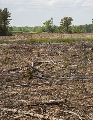 Ecological-and-Social Impacts-of-Fast-Growing-Timber-Plantations-and-GE-Trees