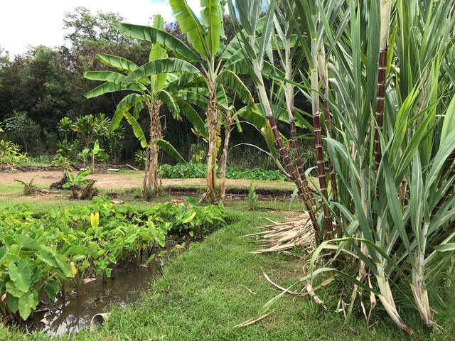Maka'aka Farm, Waihe'e, Maui