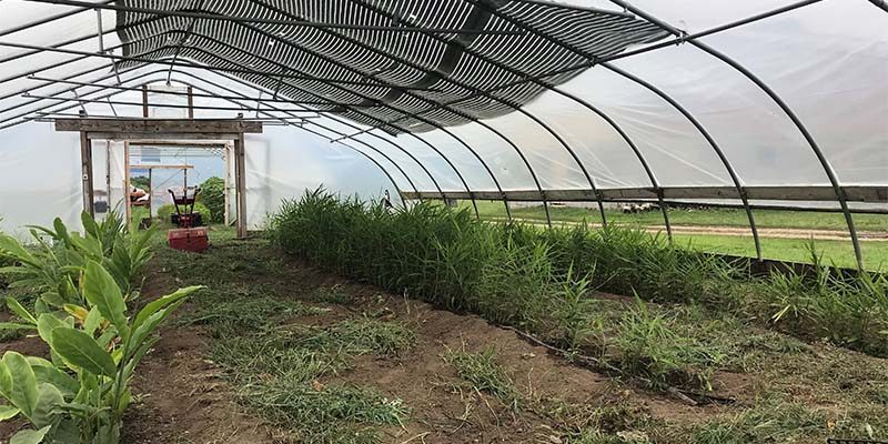 HAFA greenhouse ginger