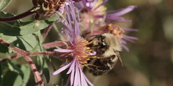 bee and flower - Beyond Pesticides