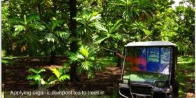 breadfruit-1