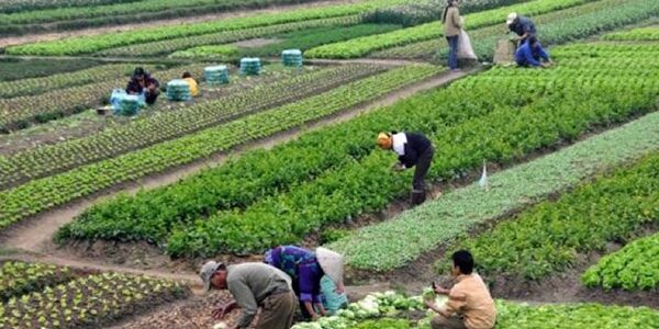 A successful GROW BIOINTENSIVE farm in Latin America