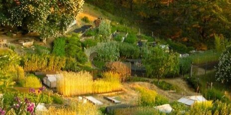 grow biointensive mini-farm