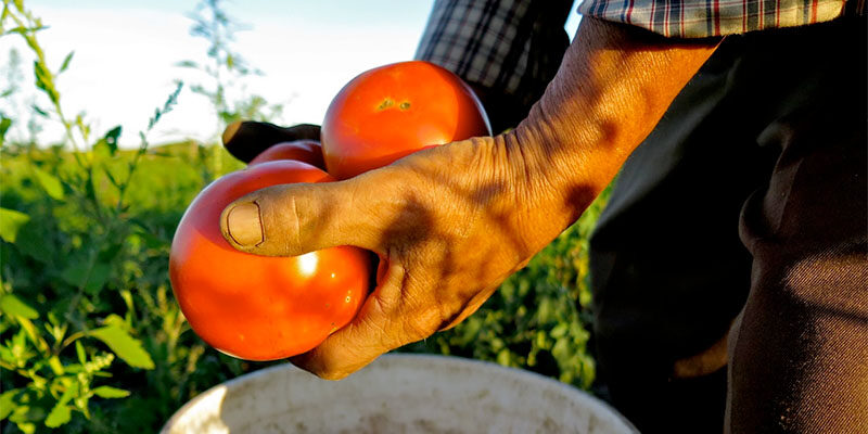 HAFA tomatoes