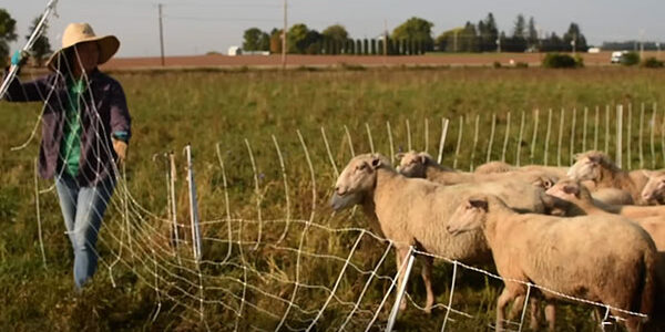 livestock on the land sheep