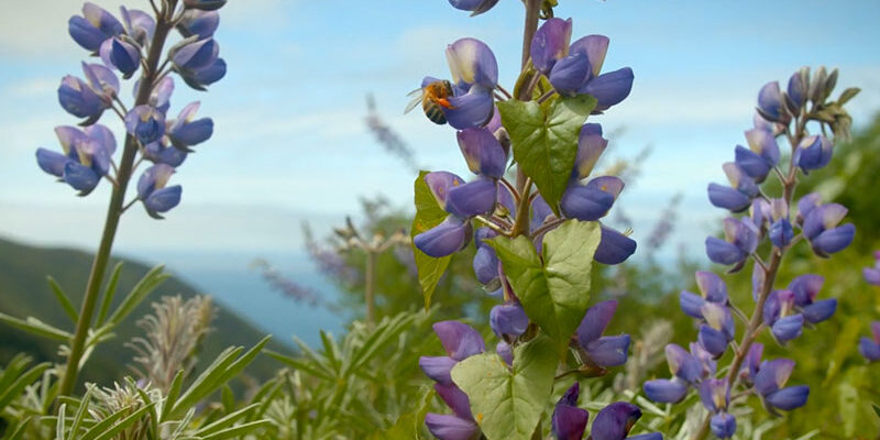 Organic Farming Research Foundation Video