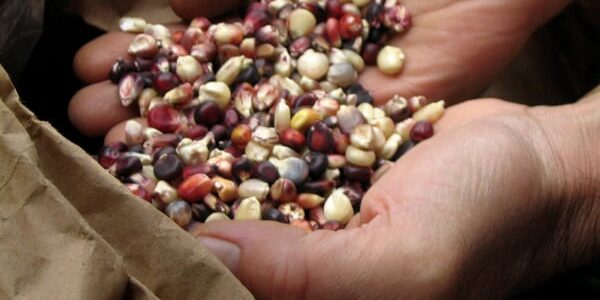 seeds