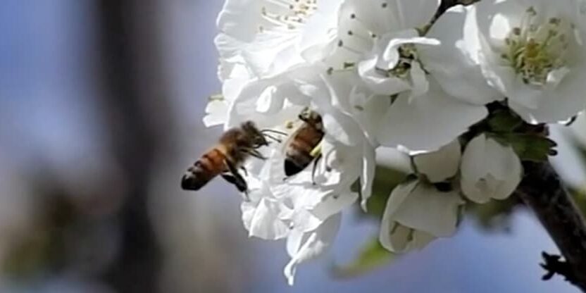 The Vanishing of the Bees