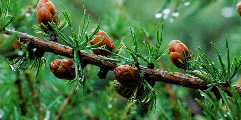 young-pine-cones-9191