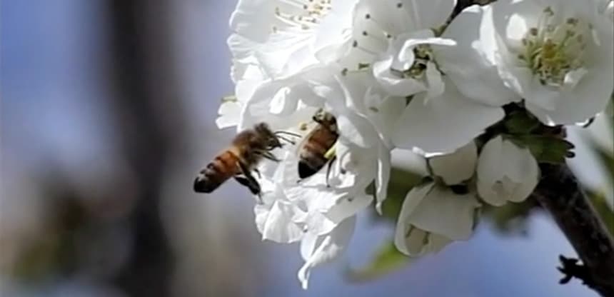 The Vanishing of the Bees